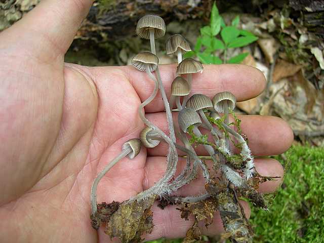 Mycena abramsii     (Murrill)    Murrill